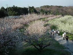 谷間一面に梅