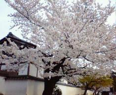 このあたりは時が止まっているような場所ですな