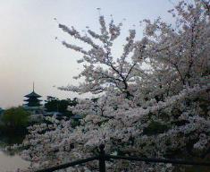 携帯のカメラではやっぱり風景は無理があるか